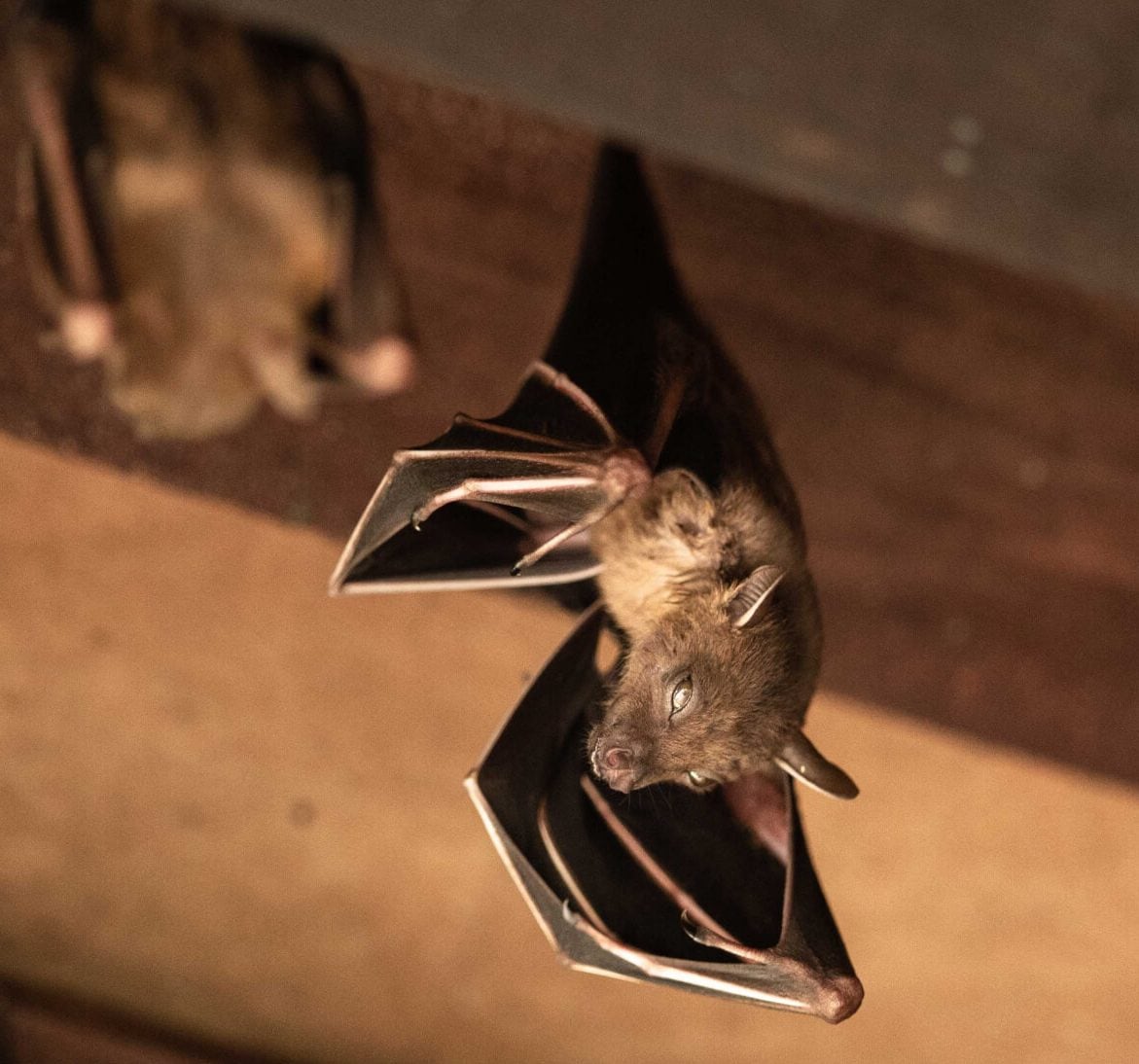 Wildlife-Bats in Charleston